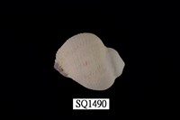 藏品(紫口珊瑚螺)的圖片